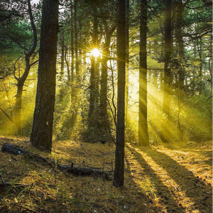 麻豆影视永久在线
